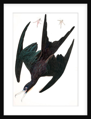 Frigate Pelican, Tachypetes Aquilis, 1845 by John J. Audubon