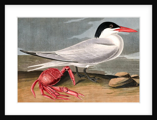 Cayenne Tern, Sterna Maxima, 1845 by John J. Audubon