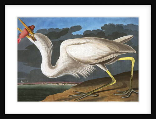 Great White Heron, Ardea Occidentalis, 1845 by John J. Audubon