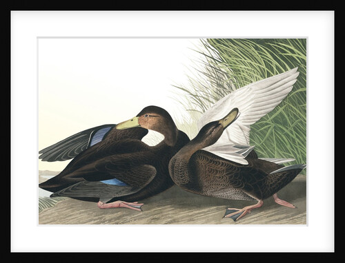 Dusky Duck, Anas Obscura, 1845 by John J. Audubon