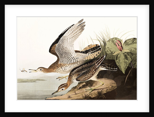 Bartram Sandpiper, Bartramia Longicauda, 1845 by John J. Audubon