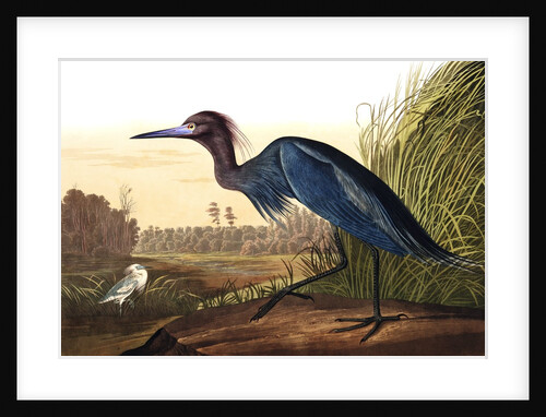 Blue Crane or Heron, Ardea Coerulea, 1845 by John J. Audubon