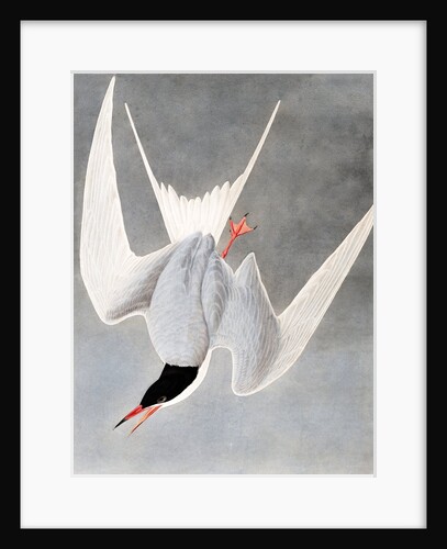 Great Tern, Sterna Hirundo, 1845 by John J. Audubon