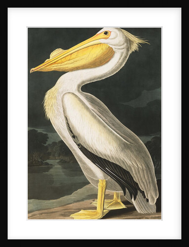 American White Pelican, Pelecanus Erythrorhynchos, 1845 by John J. Audubon