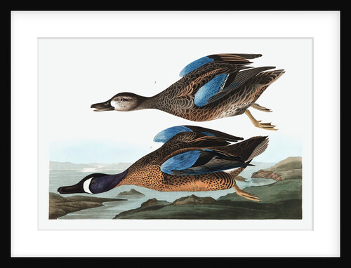 Blue Winged Teal, Anas Discors, 1845 by John J. Audubon