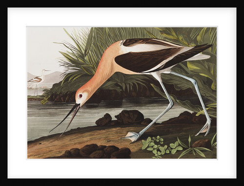 American Avocet, Recurvirostra Americana, 1845 by John J. Audubon