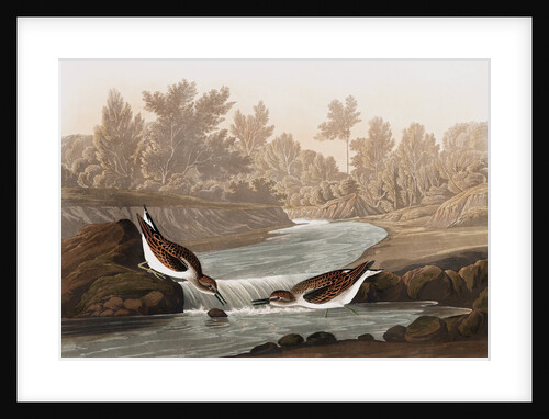 Little Sandpiper, Tringa Pusilla, 1845 by John J. Audubon