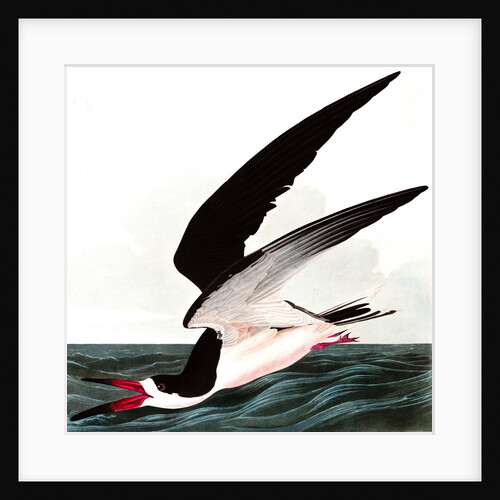 Black Skimmer or Shearwater, Rhincops Nigra, 1845 by John J. Audubon