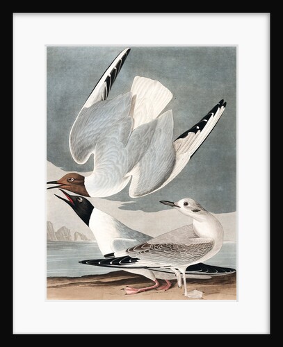 Bonapartian Gull, Larus Bonapartii, 1845 by John J. Audubon