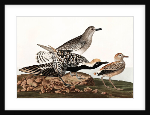 Black Bellied Plover, Charadrius Helveticus, 1845 by John J. Audubon