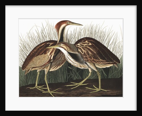 American Bittern, Botaurus Lentiginosus, 1845 by John J. Audubon