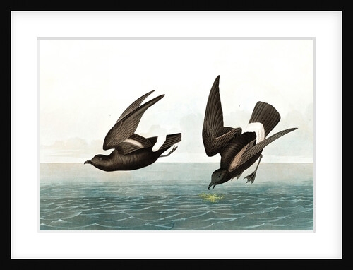 Least Stormy Petrel, Thalassidroma Pelagica, 1845 by John J. Audubon
