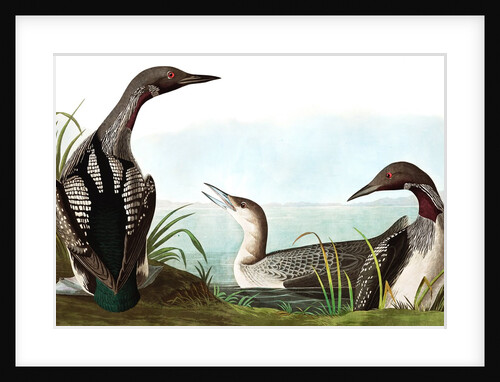 Black Throated Diver, Colymbus Arcticus, 1845 by John J. Audubon