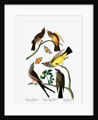 Three Varieties of Flycatcher, 1845 by John J. Audubon