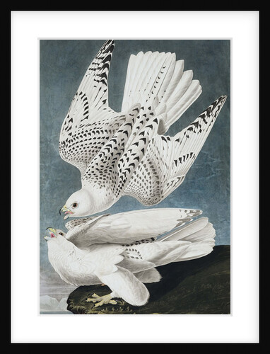 Jer or Iceland Falcon, Falco Islandicus, 1845 by John J. Audubon