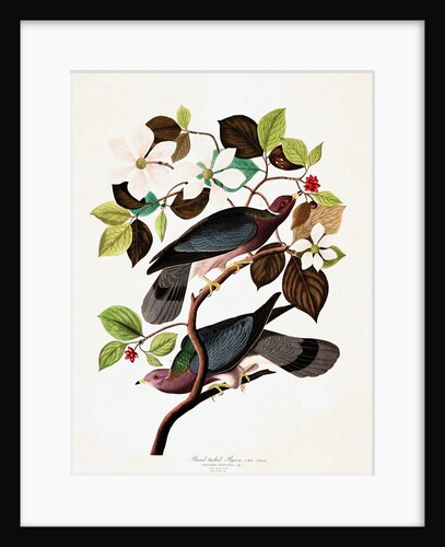 Band Tailed Pigeon, Columba Fasciata, 1845 by John J. Audubon