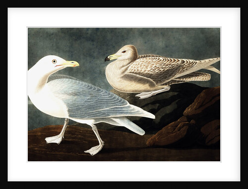 Burgomaster Gull, Larus Glaucus, 1845 by John J. Audubon