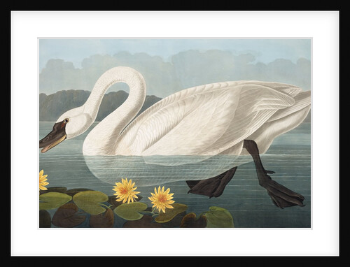 Common American Swan, Cygnus Americanus, 1845 by John J. Audubon