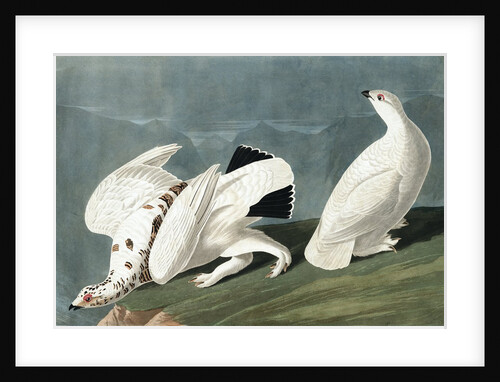 American Ptarmigan, Tetrao Mutus: White Tailed Grous, Tetrao Leucurus, 1845 by John J. Audubon