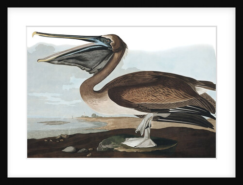 Brown Pelican, Pelecanus Fuscus, 1845 by John J. Audubon