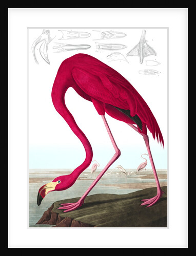 American Flamingo, Phoenicopterus Ruber, 1845 by John J. Audubon