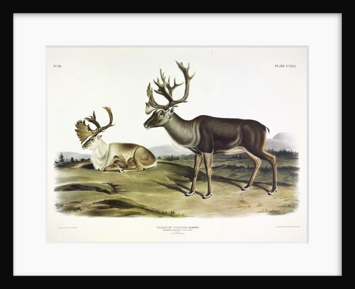 Caribou, Tarandus Furcifer, 1845 by John J. Audubon