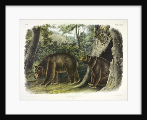 Ursus Americanus, Cinnamon Bear, 1845 by John J. Audubon