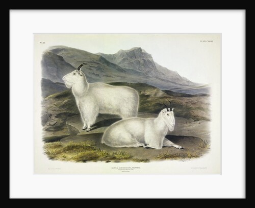 Rocky Mountain Goat, Capra Americana, 1845 by John J. Audubon