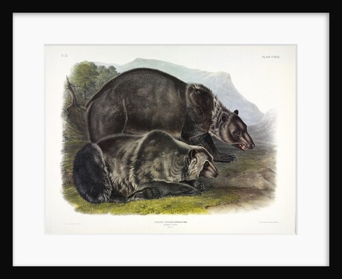 Grizzly Bear, Ursus Freox, 1845 by John J. Audubon