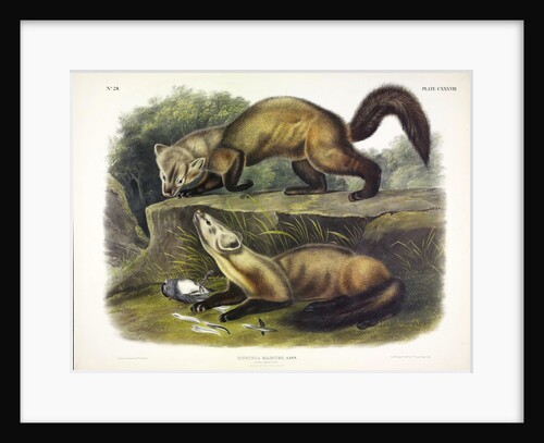Pine Marten, Mustela Martes, 1845 by John J. Audubon