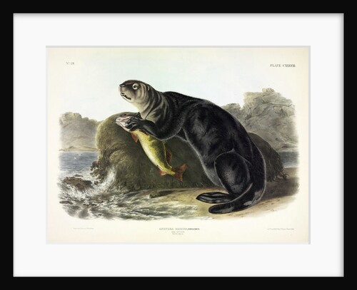 Sea Otter, Enhydra Marina, 1845 by John J. Audubon