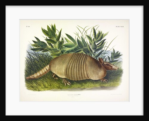 Nine-Banded Armadillo, Dasypus Peba, 1845 by John J. Audubon