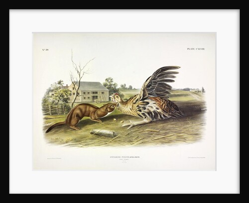 Tawny Weasel, Putorius Fuscus, 1845 by John J. Audubon