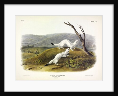Litle Nimble Weasel, Putorius Agilis, 1845 by John J. Audubon