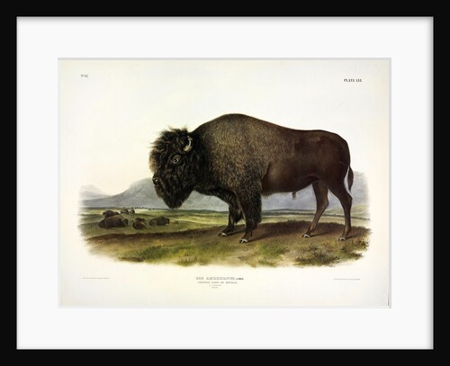American Bison, Bos Americanus, 1845 by John J. Audubon