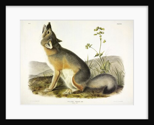 Swift Fox, Vulpes Velox, 1845 by John J. Audubon