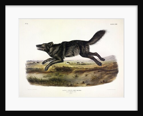 Black American Wolf, Canis Lupus, 1845 by John J. Audubon