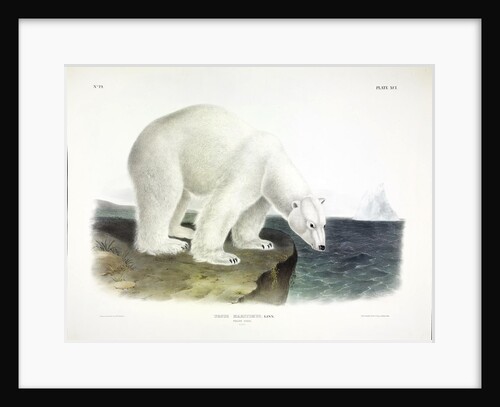 Polar Bear, Urusus Maritimus, 1845 by John J. Audubon