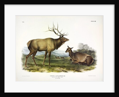 American Elk, Cervus Canadensis, 1845 by John J. Audubon