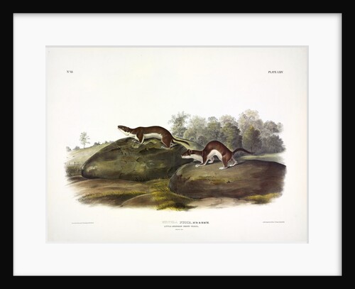 Little American Brown Weasel, Mustela Fusca, 1845 by John J. Audubon