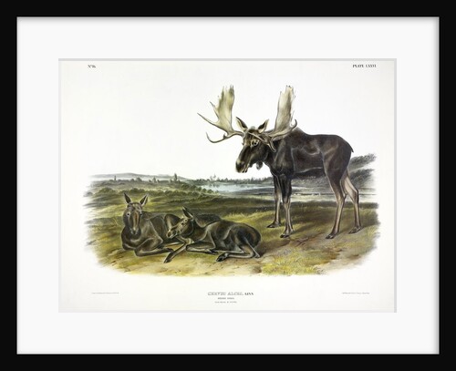 Moose Deer, Cervus Alces, 1845 by John J. Audubon