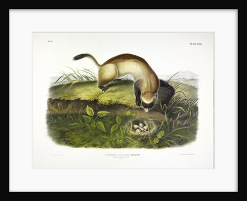 Black Footed Ferret, Putorius Nigripes, 1845 by John J. Audubon