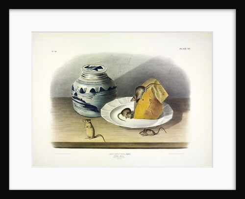 Common Mouse - Male, Female and Young, 1845 by John J. Audubon