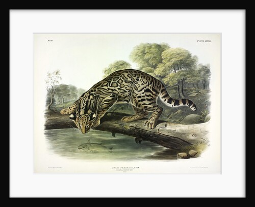 Ocelot, Felis Pardalis, 1845 by John J. Audubon