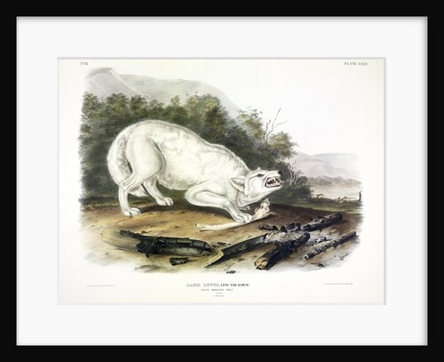 White American Wolf, Canis Lupus. 1845 by John J. Audubon