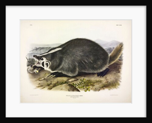 American Badger, Meles Labradoria, 1845 by John J. Audubon