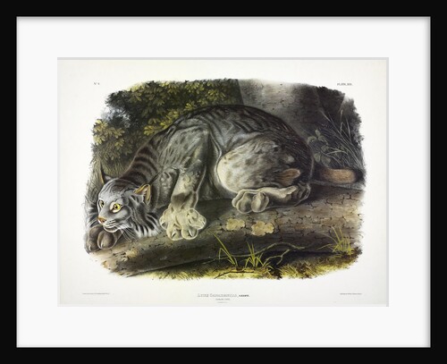 Canada Lynx, Lynx Canadensis, 1845 by John J. Audubon