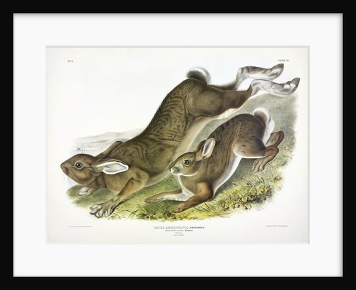 Northern Hare, Lepus Americanus, 1845 by John J. Audubon