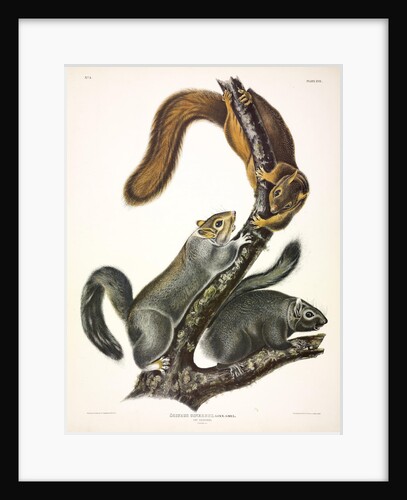 Cat Squirrel, Sciurus Cinereus, 1845 by John J. Audubon