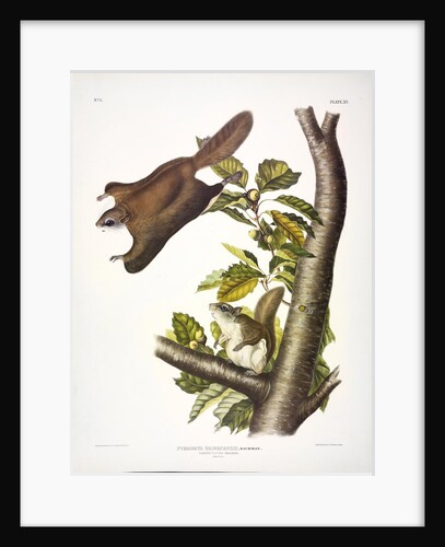 Oregon Flying Squirrel, Pteromys Origonensis, 1845 by John J. Audubon